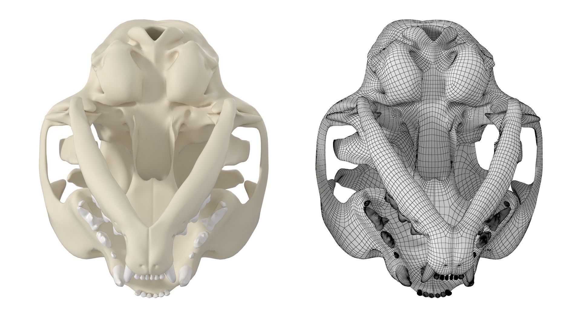 Cat Skull 3D model_16