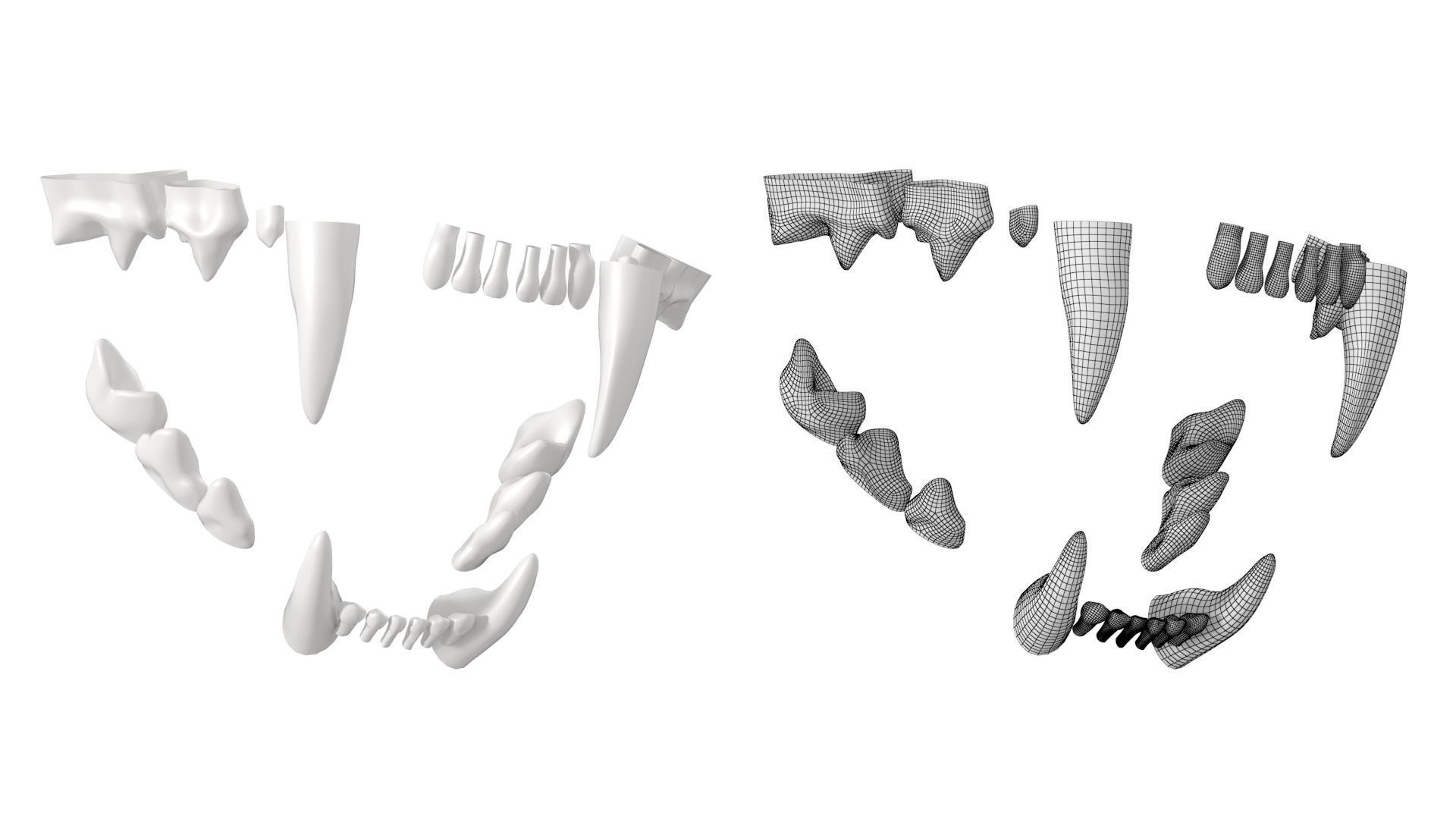 Cat Skull 3D model_23