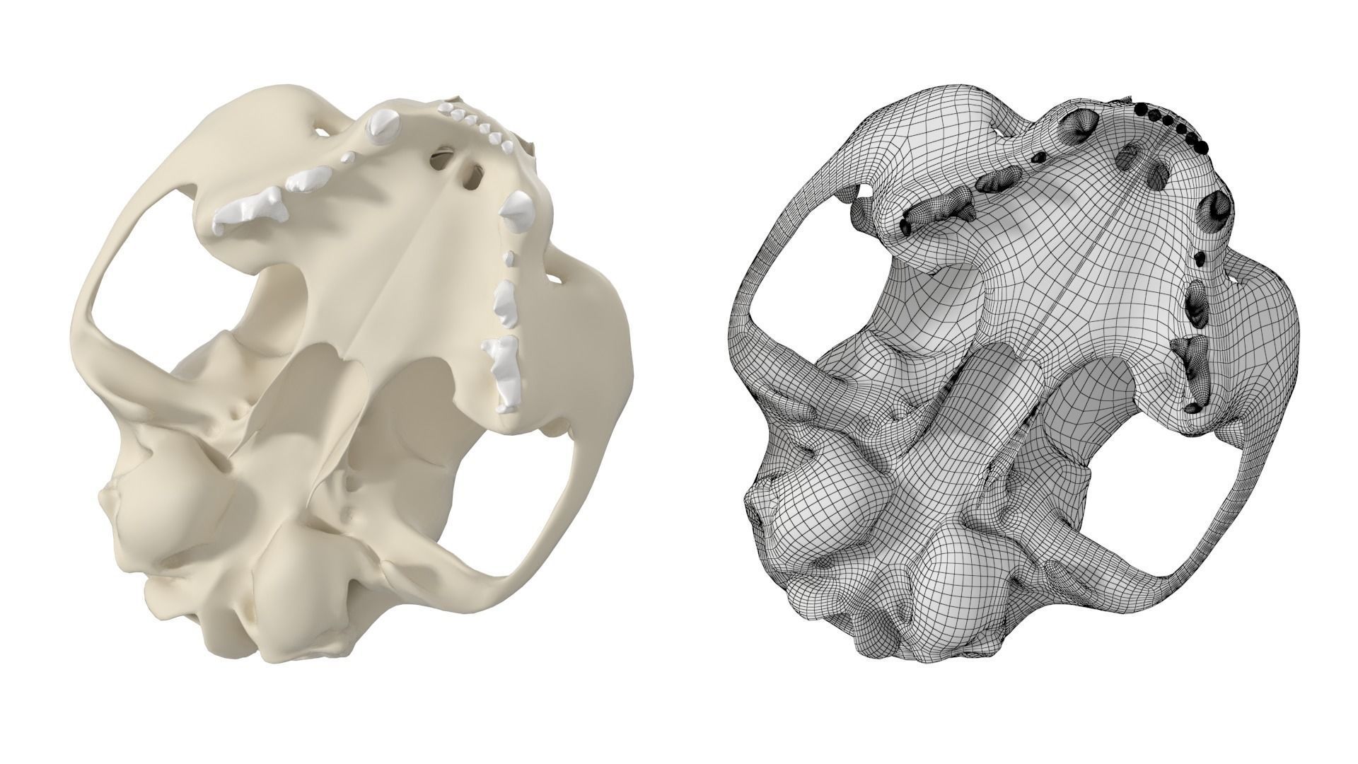 Cat Skull 3D model_17