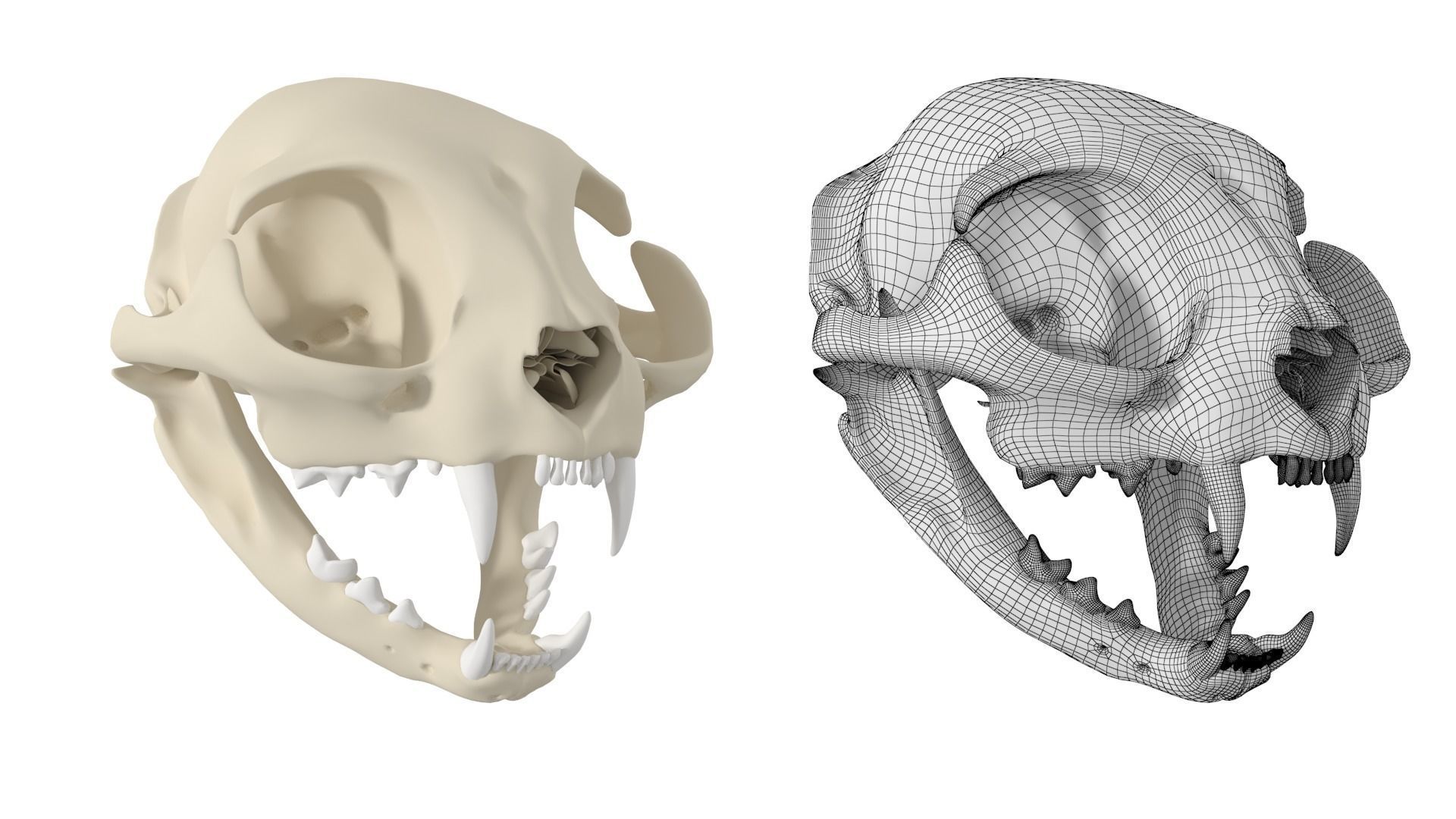 Cat Skull 3D model_4