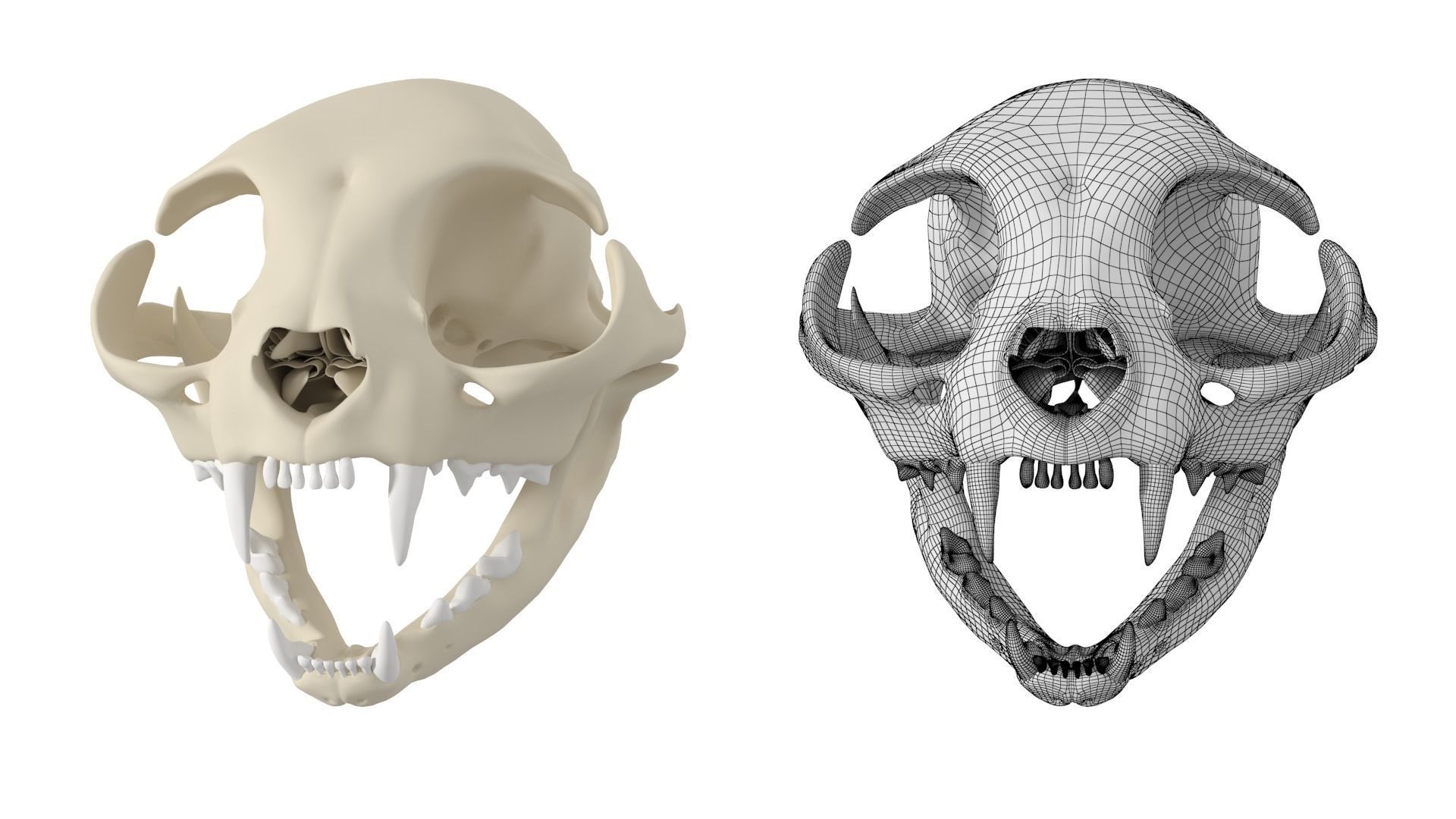 Cat Skull 3D model_3