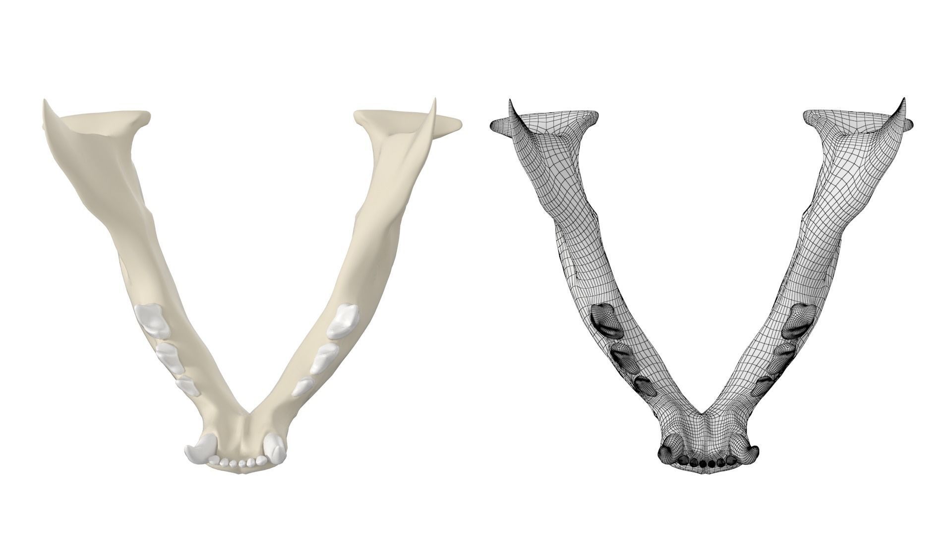 Cat Skull 3D model_19