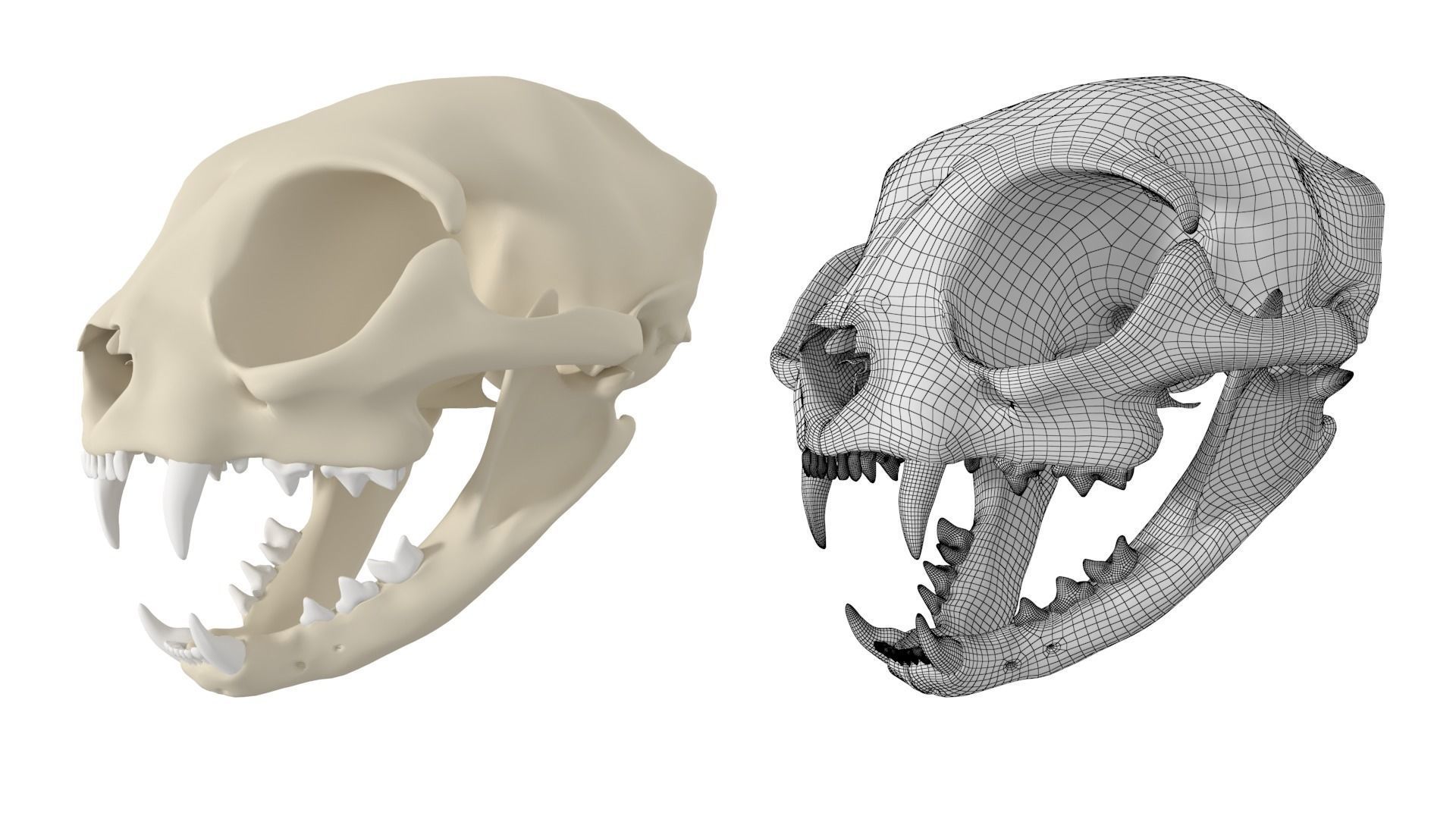 Cat Skull 3D model_2