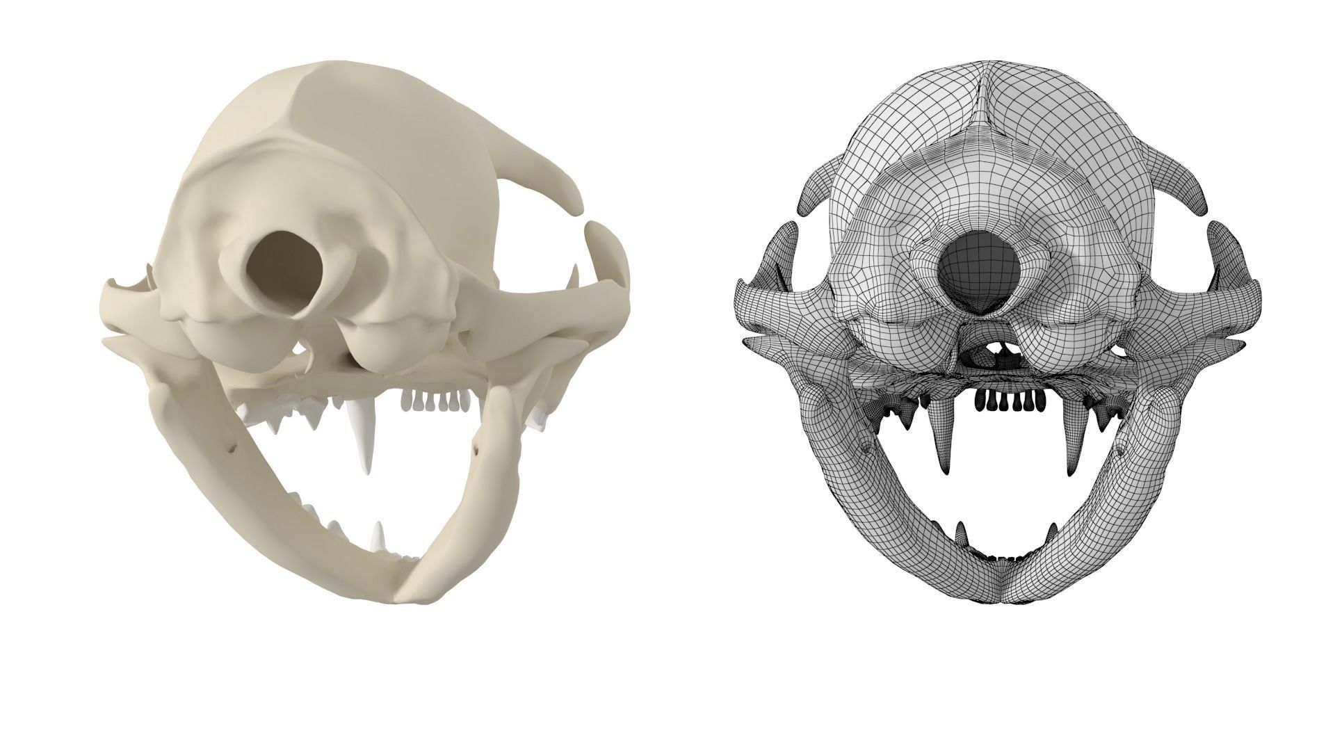 Cat Skull 3D model_7