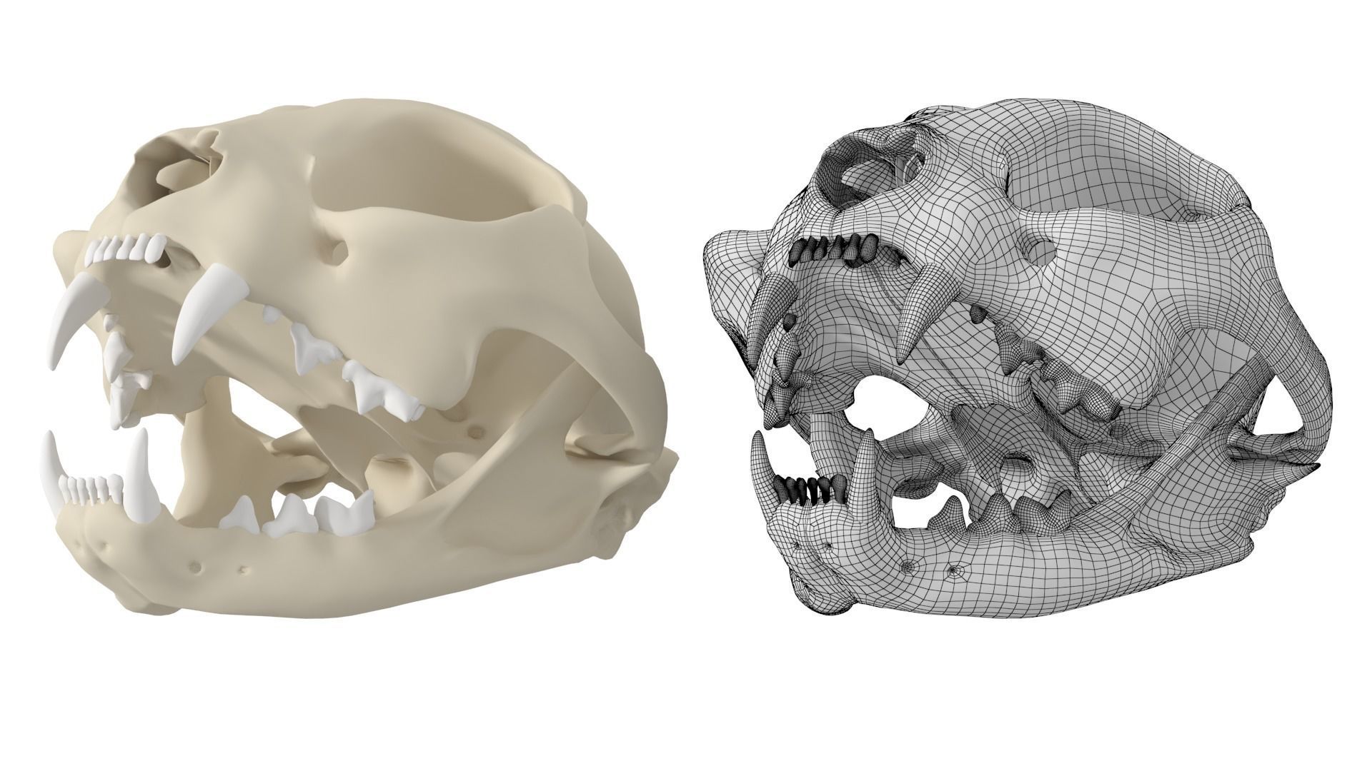 Cat Skull 3D model_11