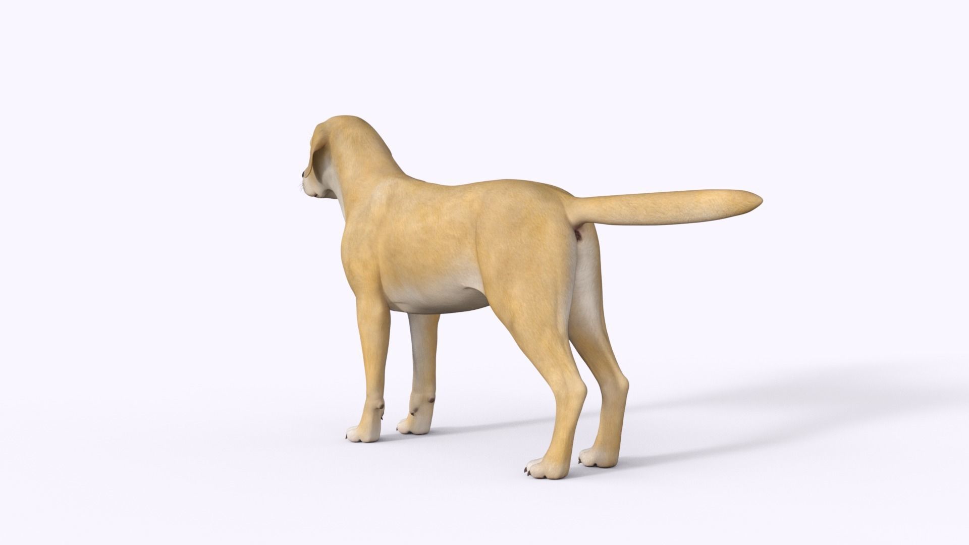 Realistic Yellow Dog Rigged 3D model_15