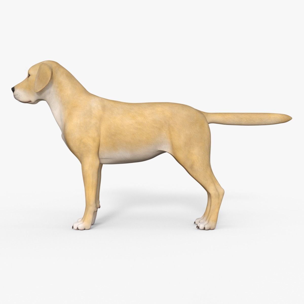 Realistic Yellow Dog Rigged 3D model_2
