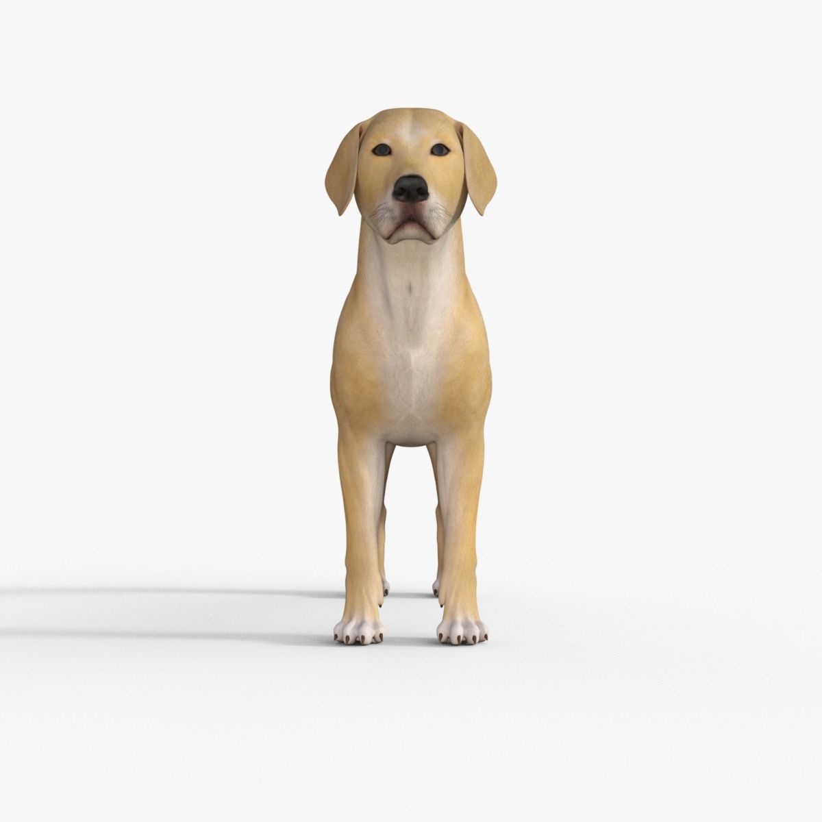 Realistic Yellow Dog Rigged 3D model_8