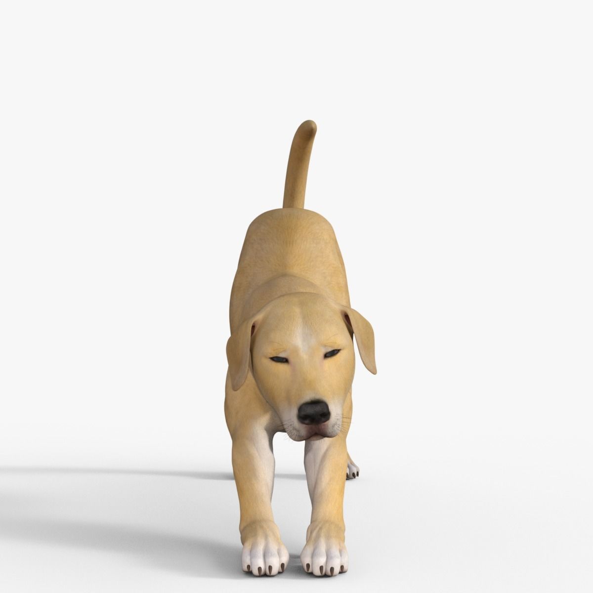 Realistic Yellow Dog Rigged 3D model_34
