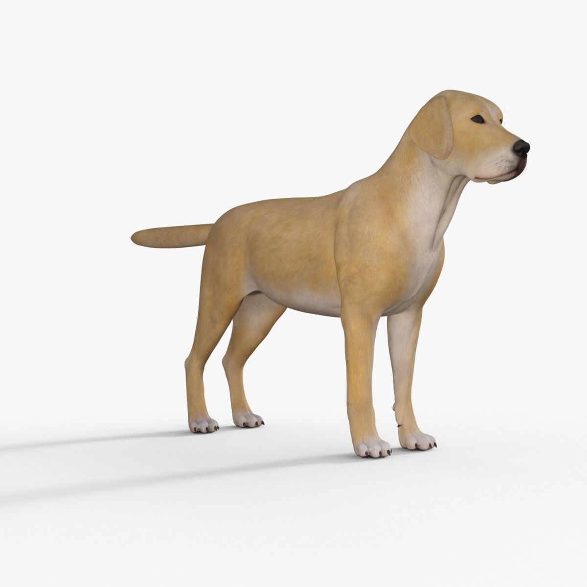 Realistic Yellow Dog Rigged 3D model_7