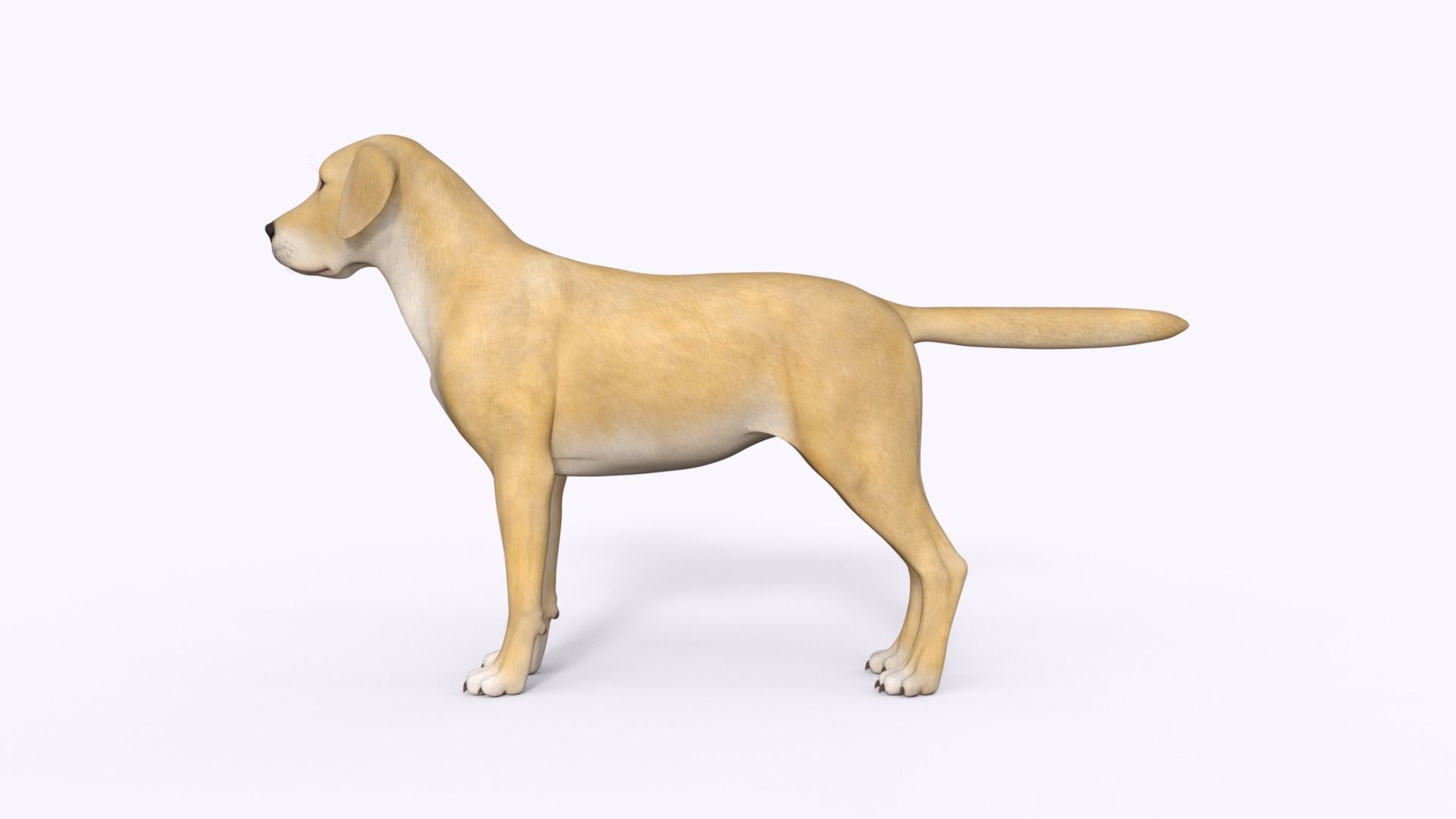 Realistic Yellow Dog Rigged 3D model_14