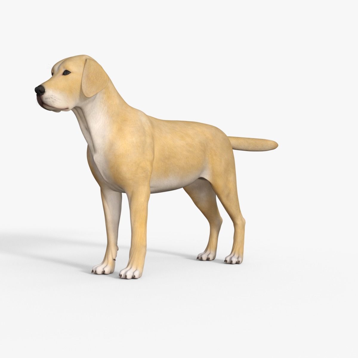 Realistic Yellow Dog Rigged 3D model_9
