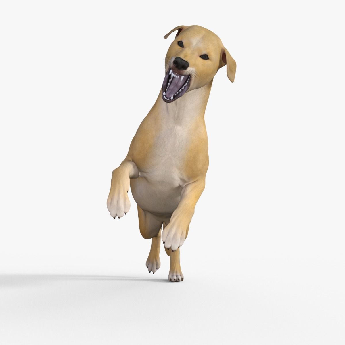 Realistic Yellow Dog Rigged 3D model_26