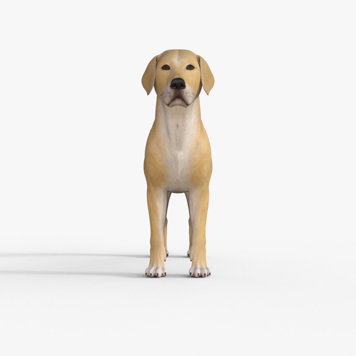 Realistic Yellow Dog Rigged 3D model_1
