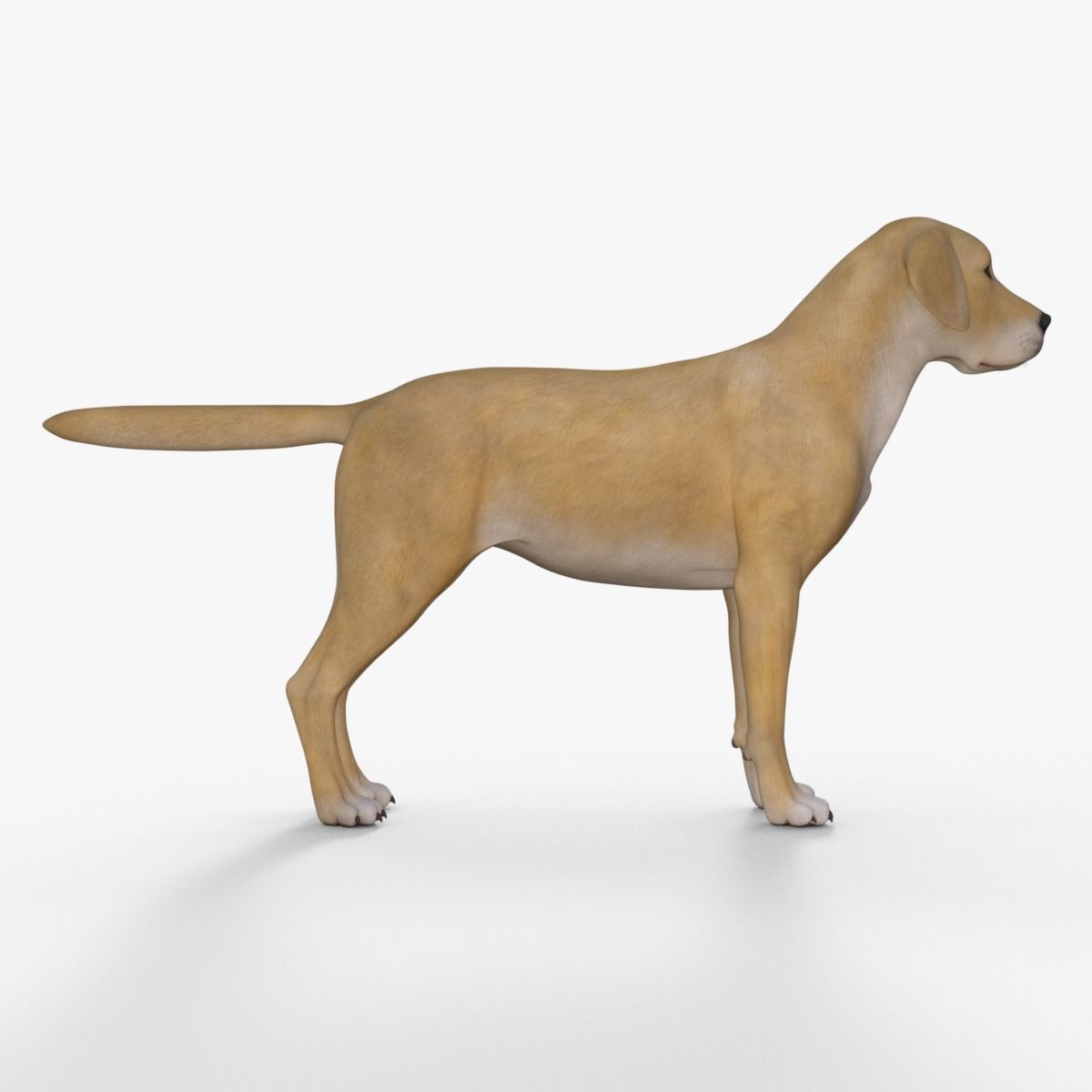 Realistic Yellow Dog Rigged 3D model_6