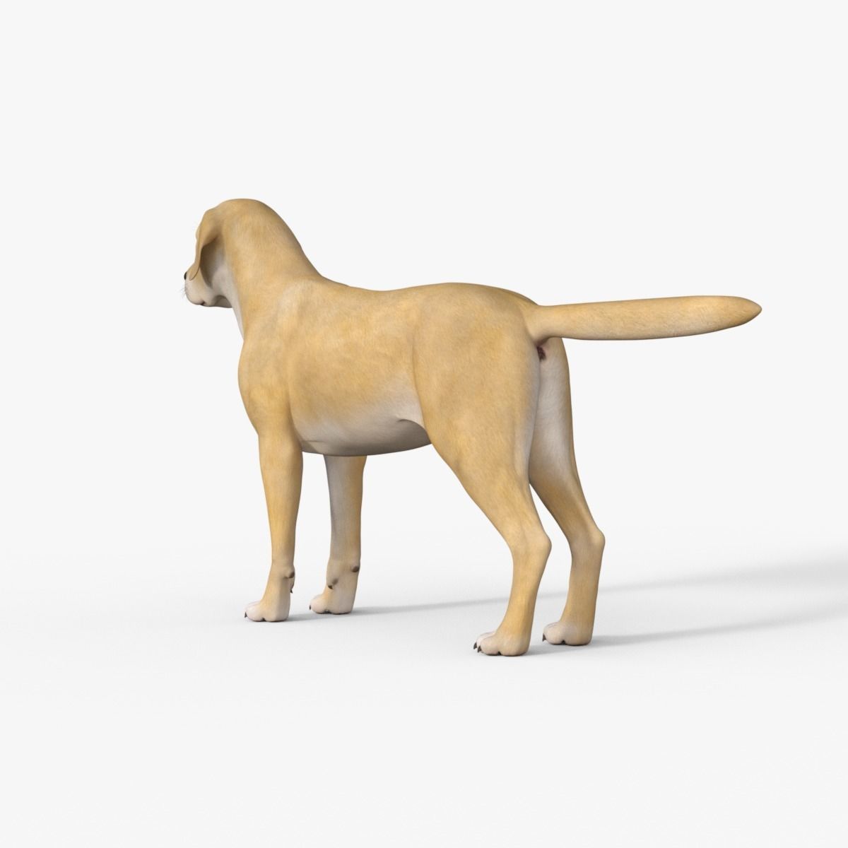 Realistic Yellow Dog Rigged 3D model_3