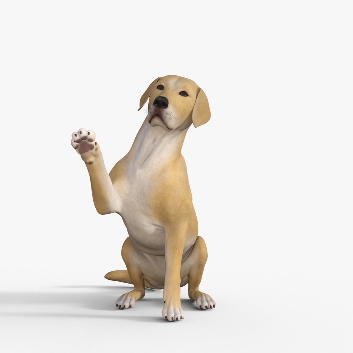 Realistic Yellow Dog Rigged 3D model_29