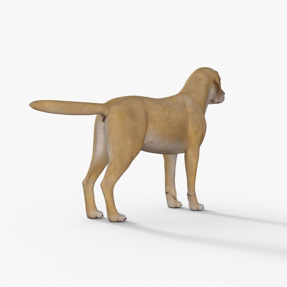 Realistic Yellow Dog Rigged 3D model_5