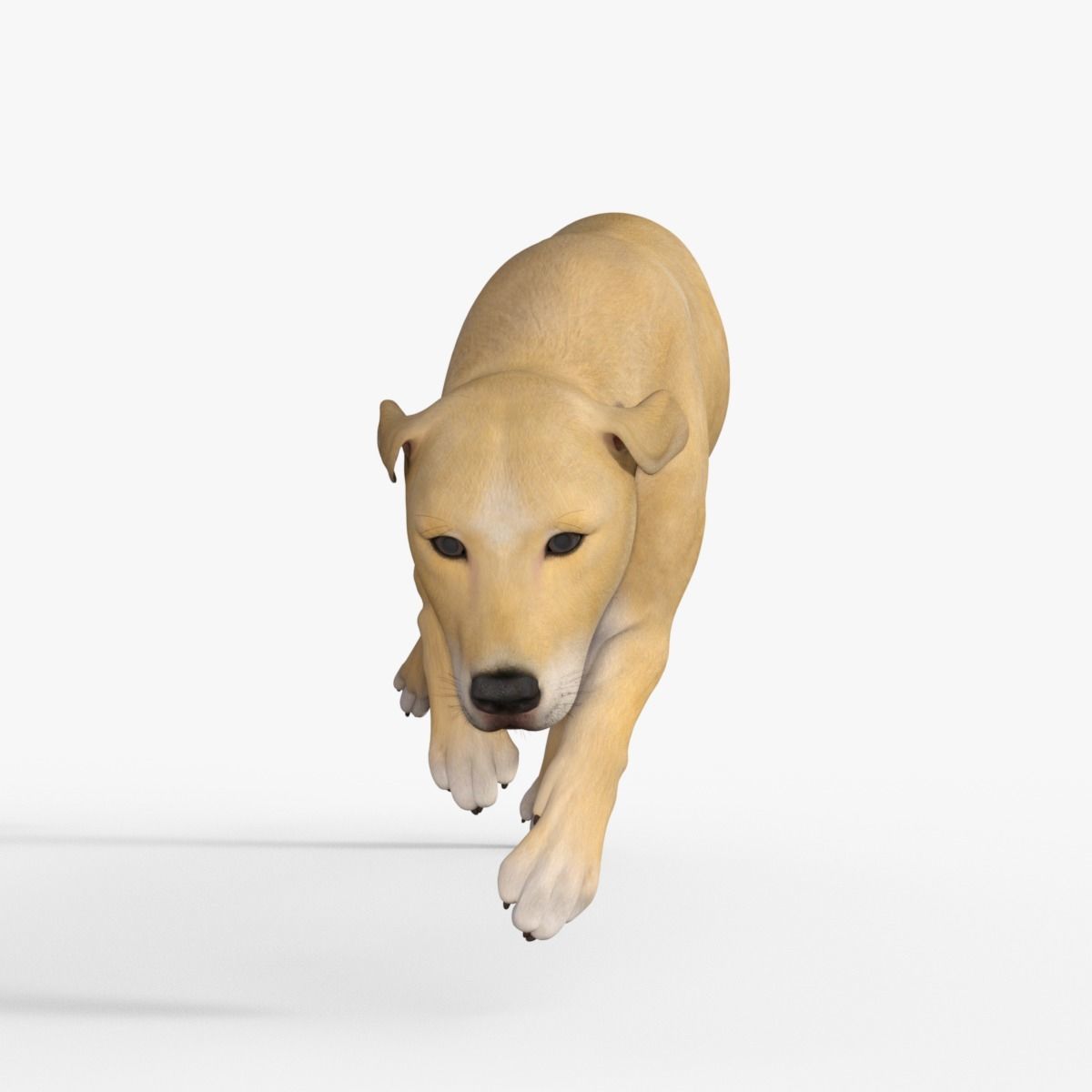 Realistic Yellow Dog Rigged 3D model_28
