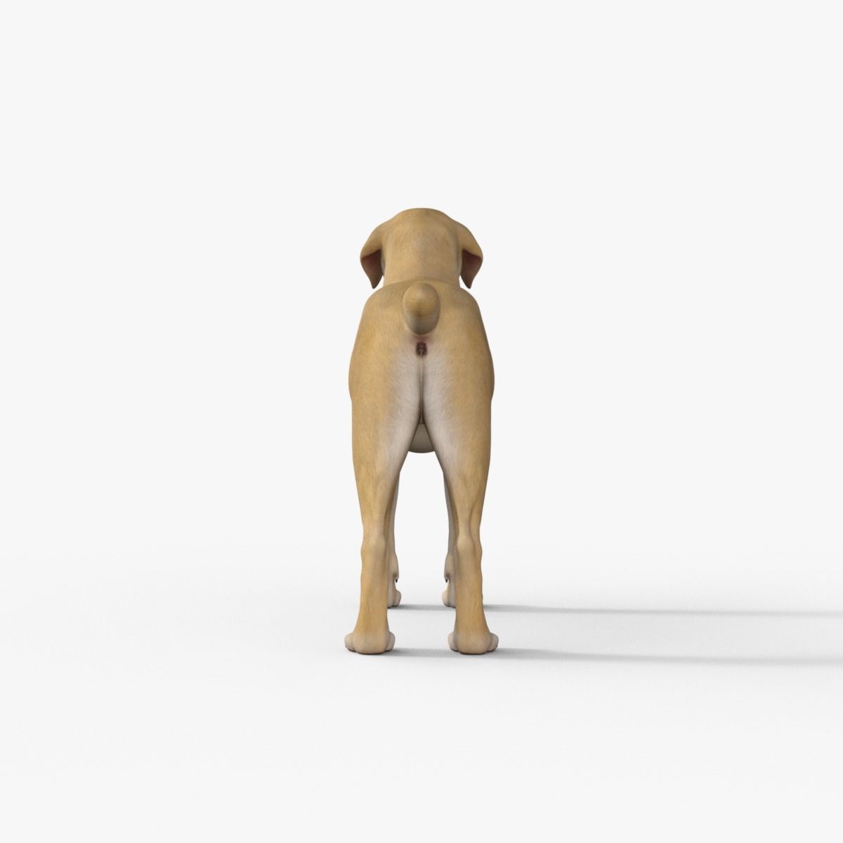 Realistic Yellow Dog Rigged 3D model_4