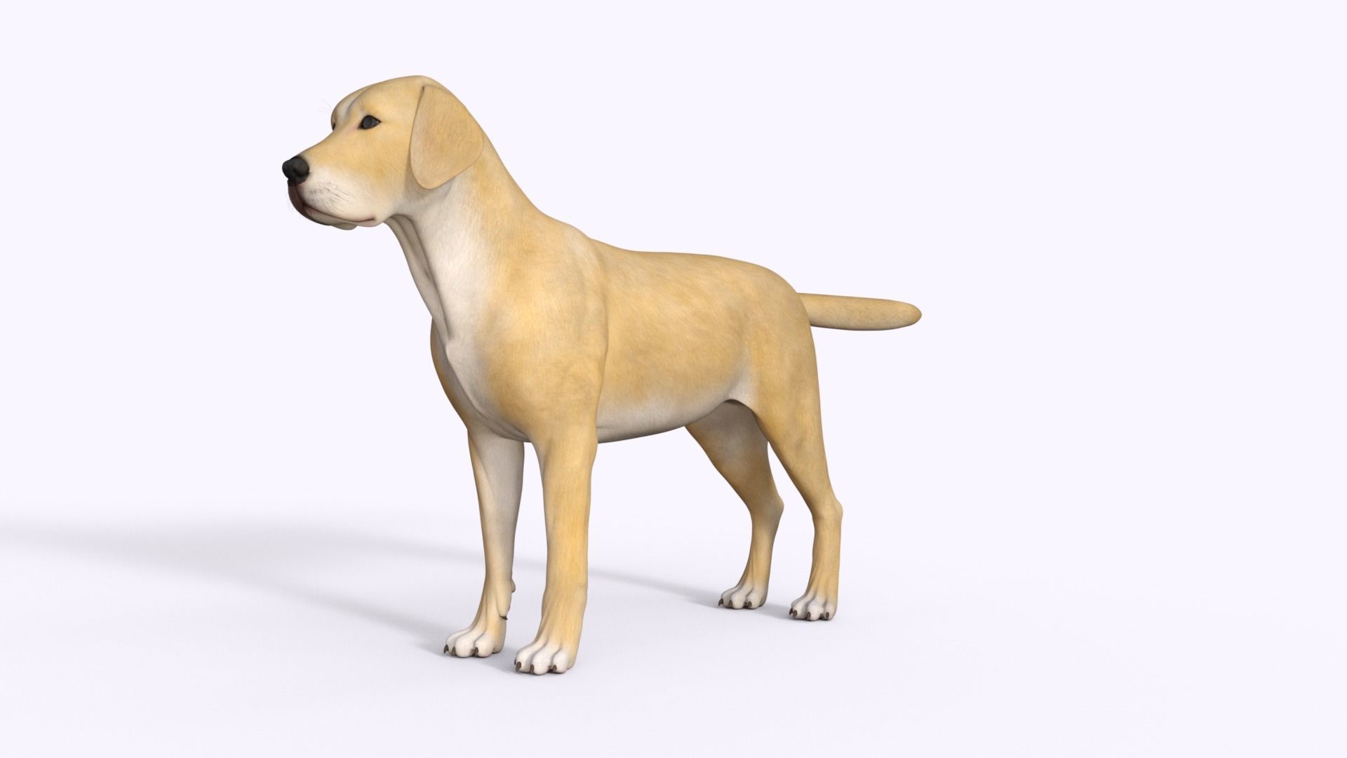 Realistic Yellow Dog Rigged 3D model_13