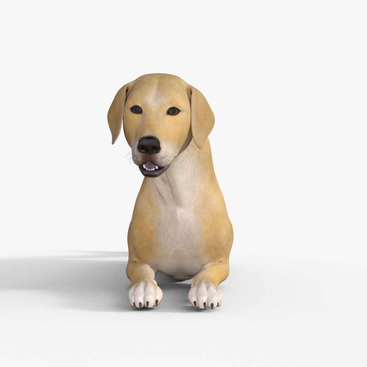 Realistic Yellow Dog Rigged 3D model_31