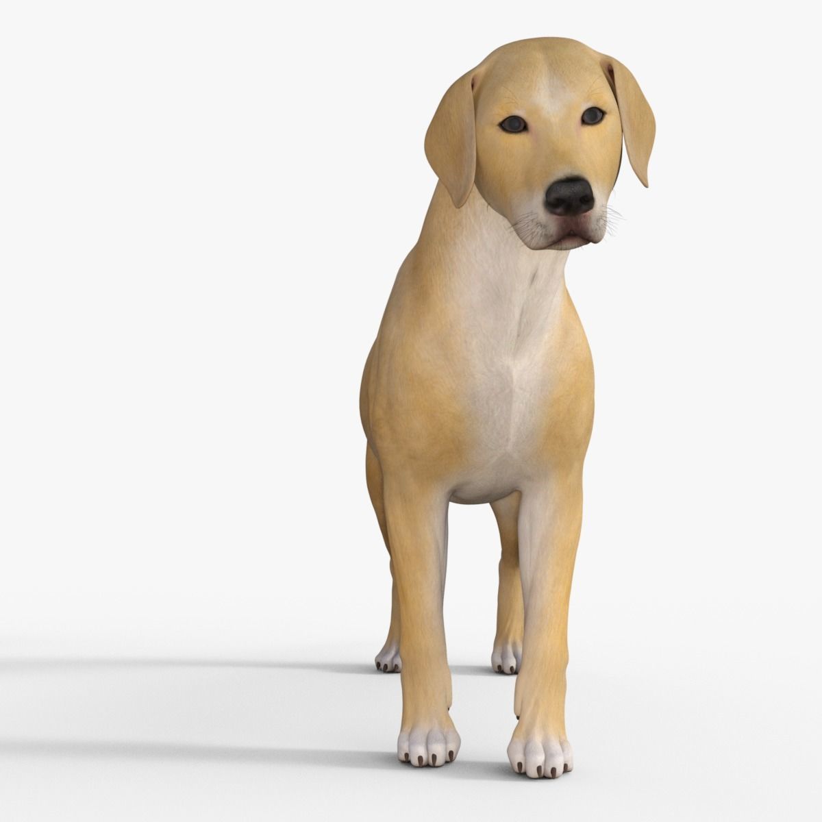 Realistic Yellow Dog Rigged 3D model_35