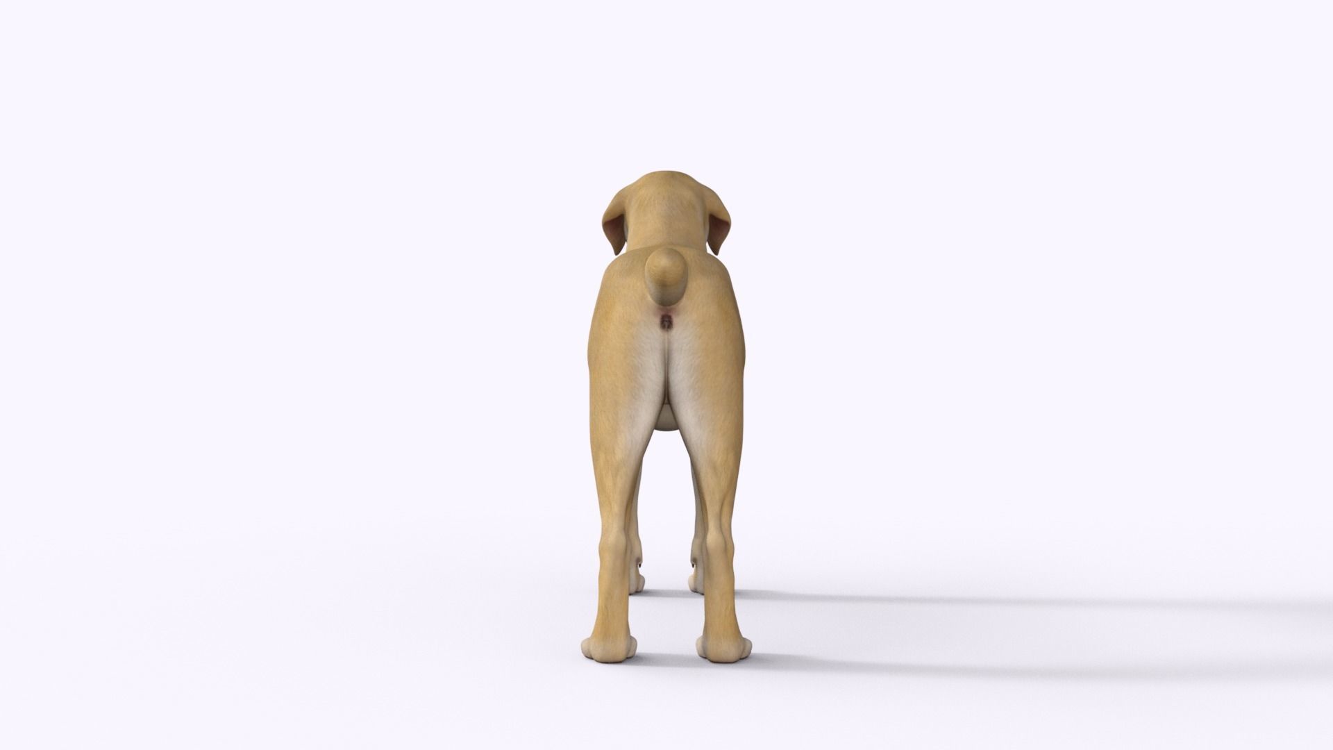 Realistic Yellow Dog Rigged 3D model_16