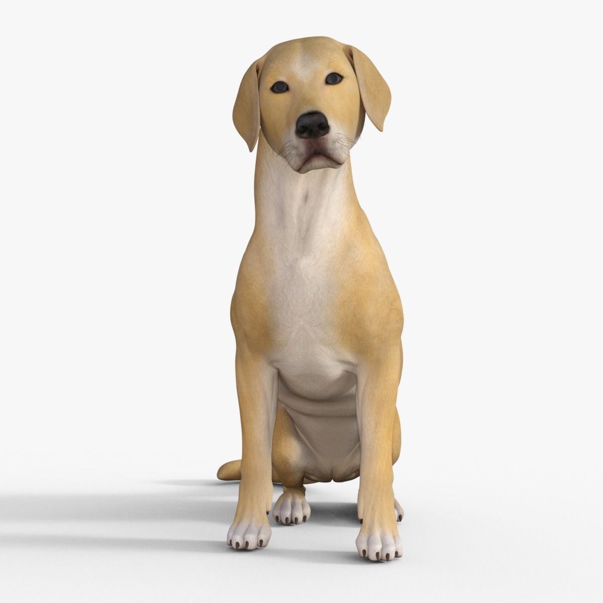 Realistic Yellow Dog Rigged 3D model_33