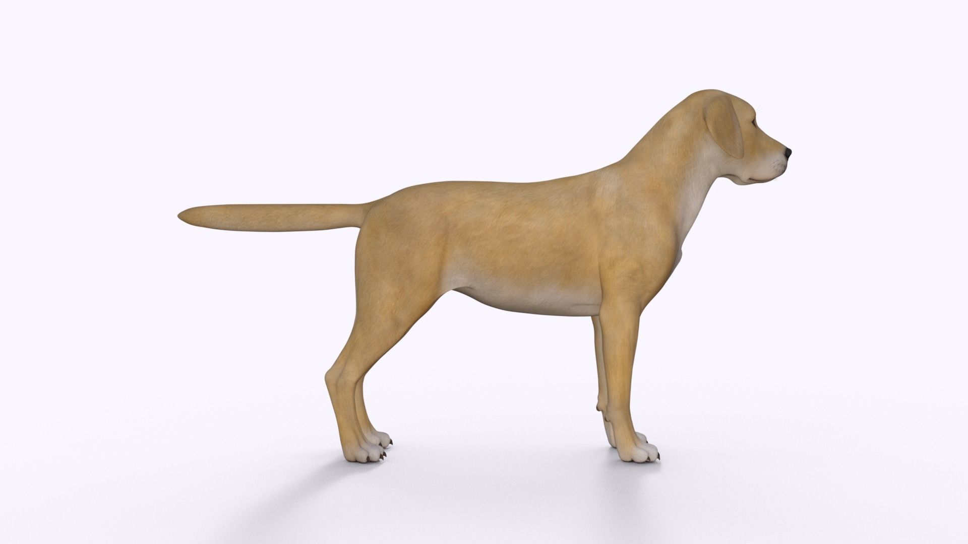 Realistic Yellow Dog Rigged 3D model_18
