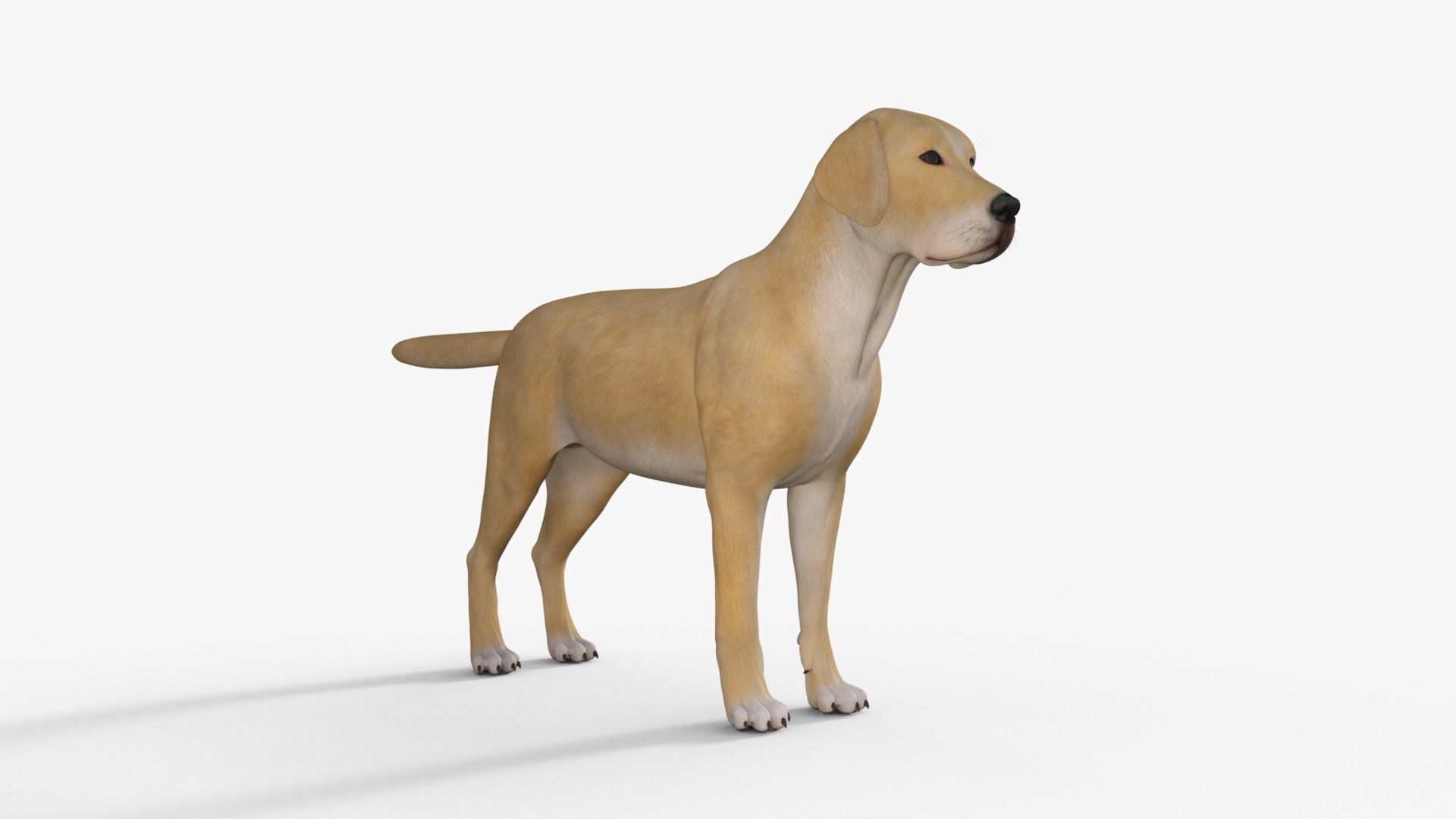 Realistic Yellow Dog Rigged 3D model_19