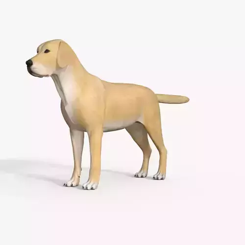 Realistic Yellow Dog Rigged 3D model