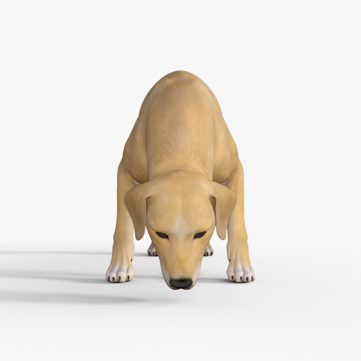 Realistic Yellow Dog Rigged 3D model_30
