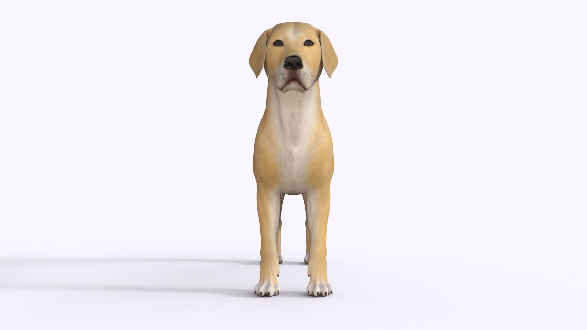 Realistic Yellow Dog Rigged 3D model_20