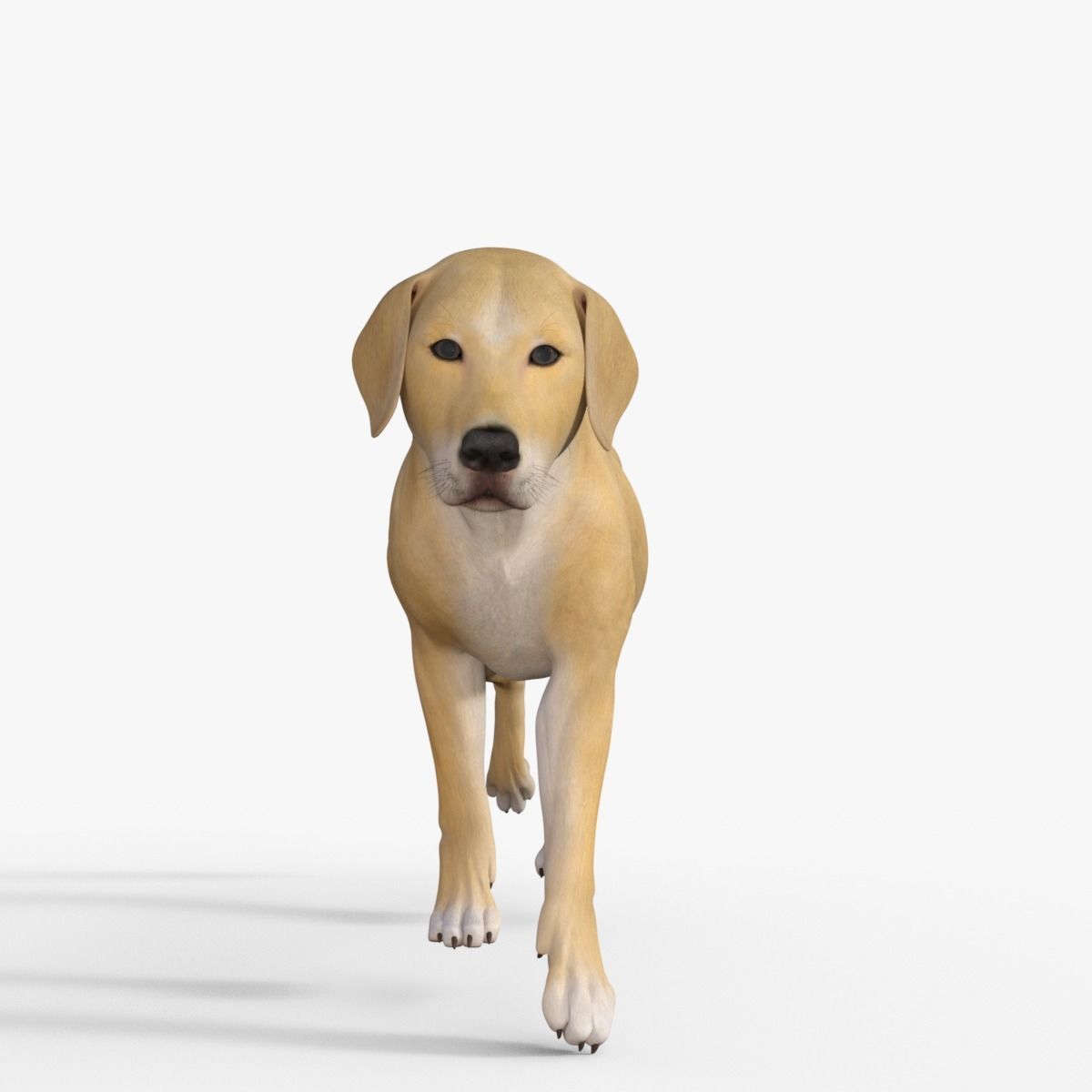 Realistic Yellow Dog Rigged 3D model_32