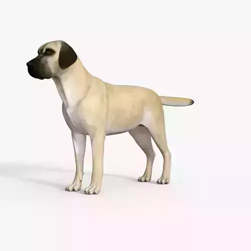 Realistic Sheepdog Rigged 3D model