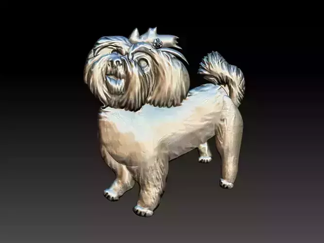 Maltese Maltes Dog Relief