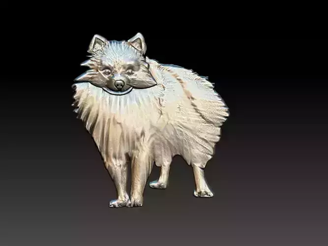 Pomeranian  - Lulu da Pomeriania - Dog Relief