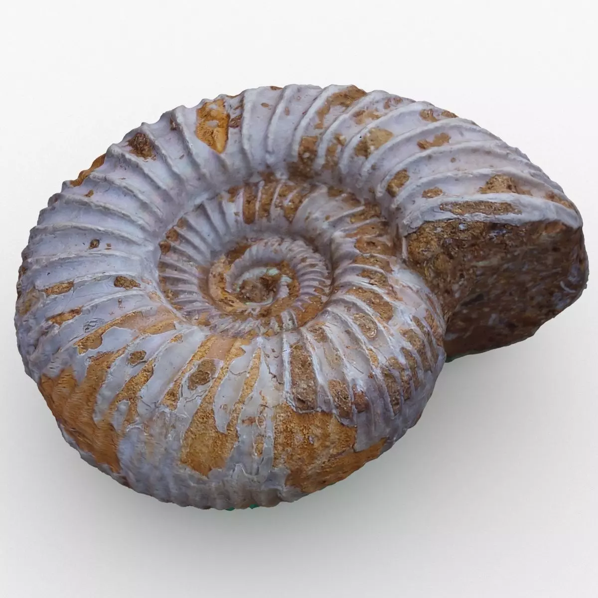 Ammonite fossil 3D model