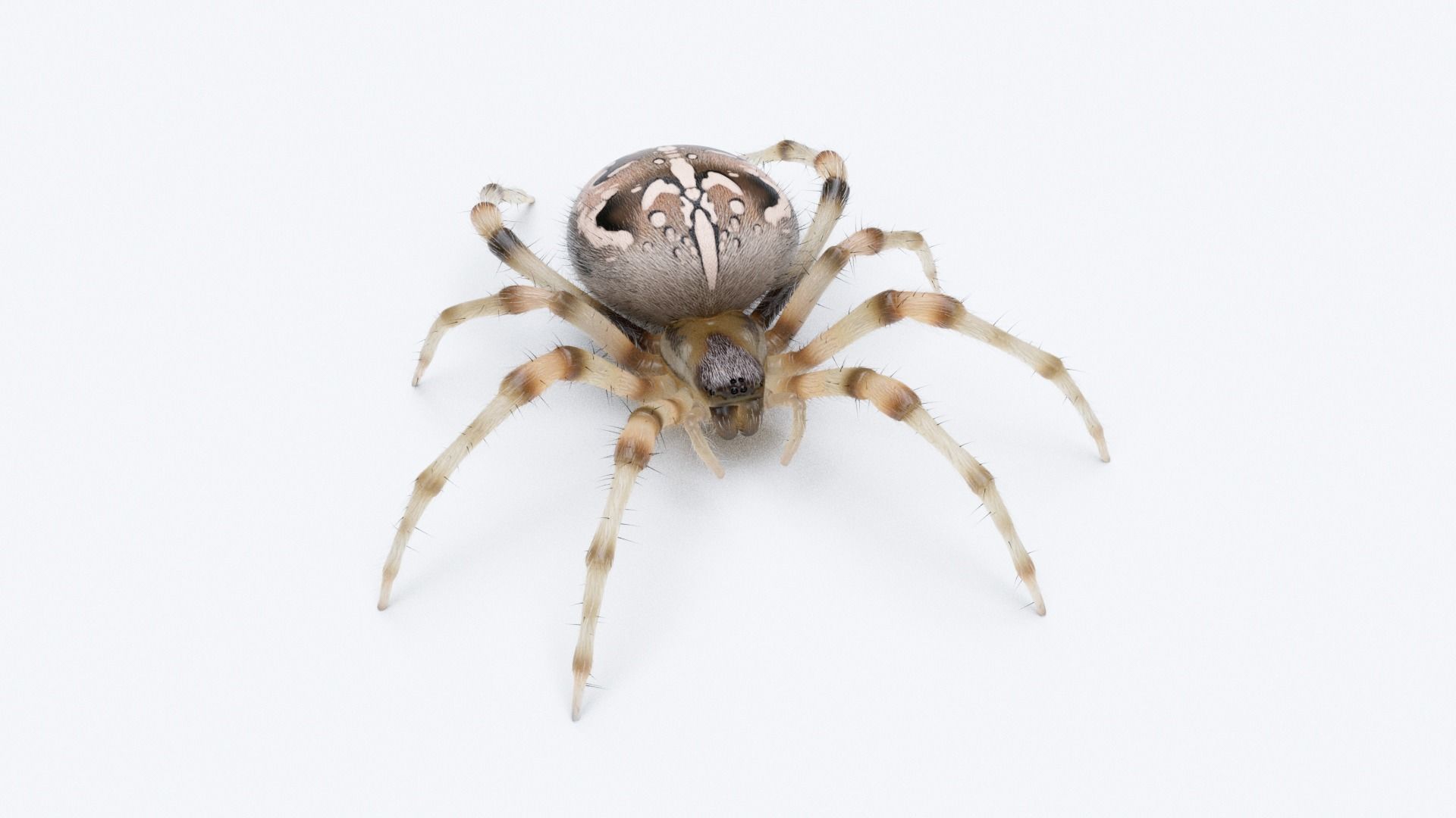 Garden Spider Low-poly 3D model_1