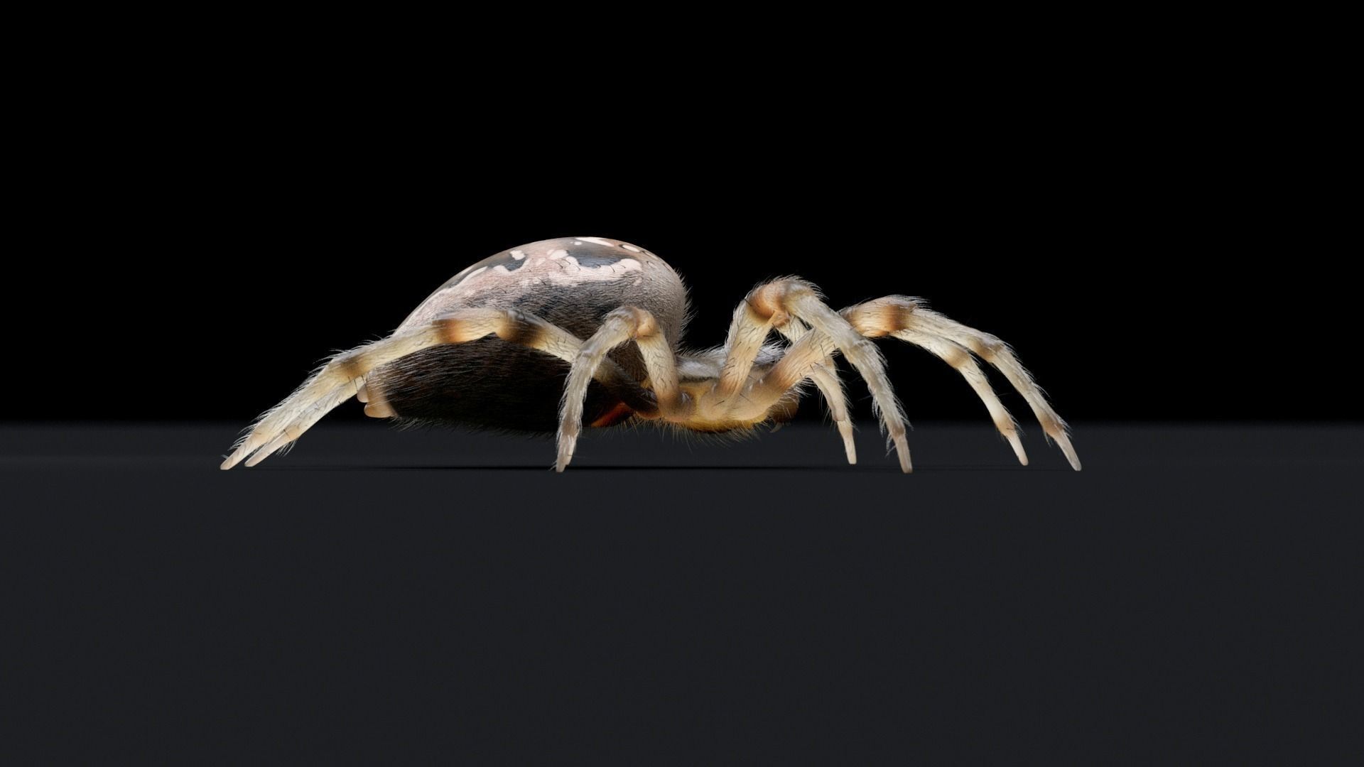 Garden Spider Low-poly 3D model_6