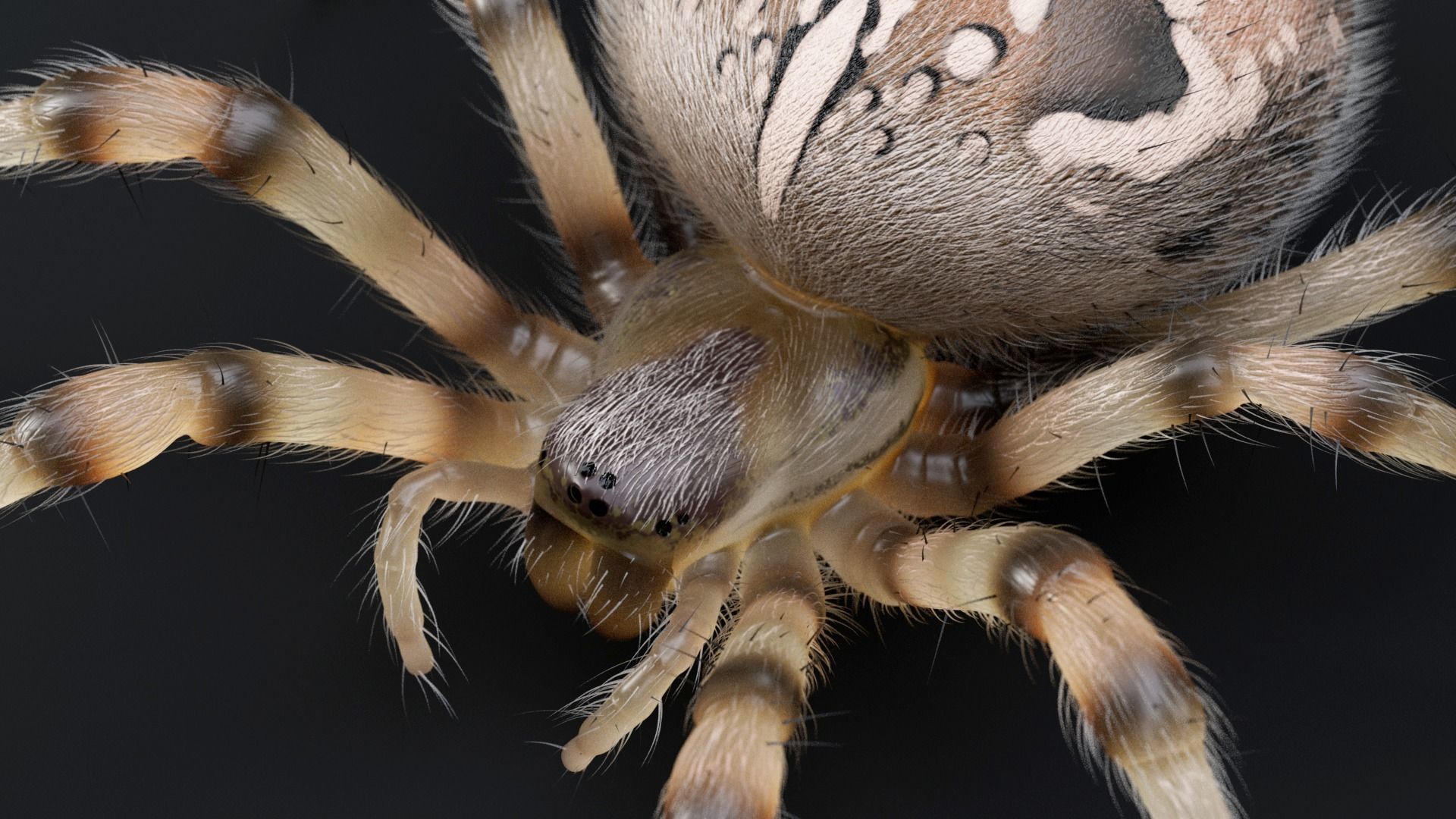 Garden Spider Low-poly 3D model_11