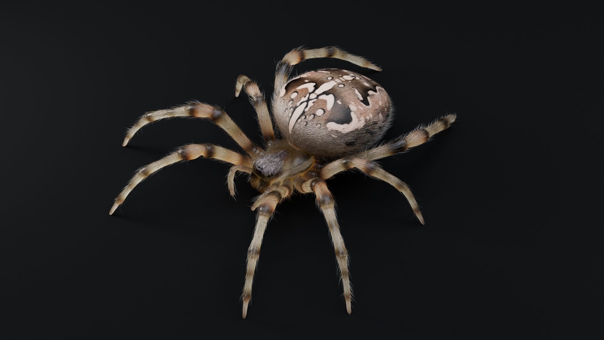 Garden Spider Low-poly 3D model_9