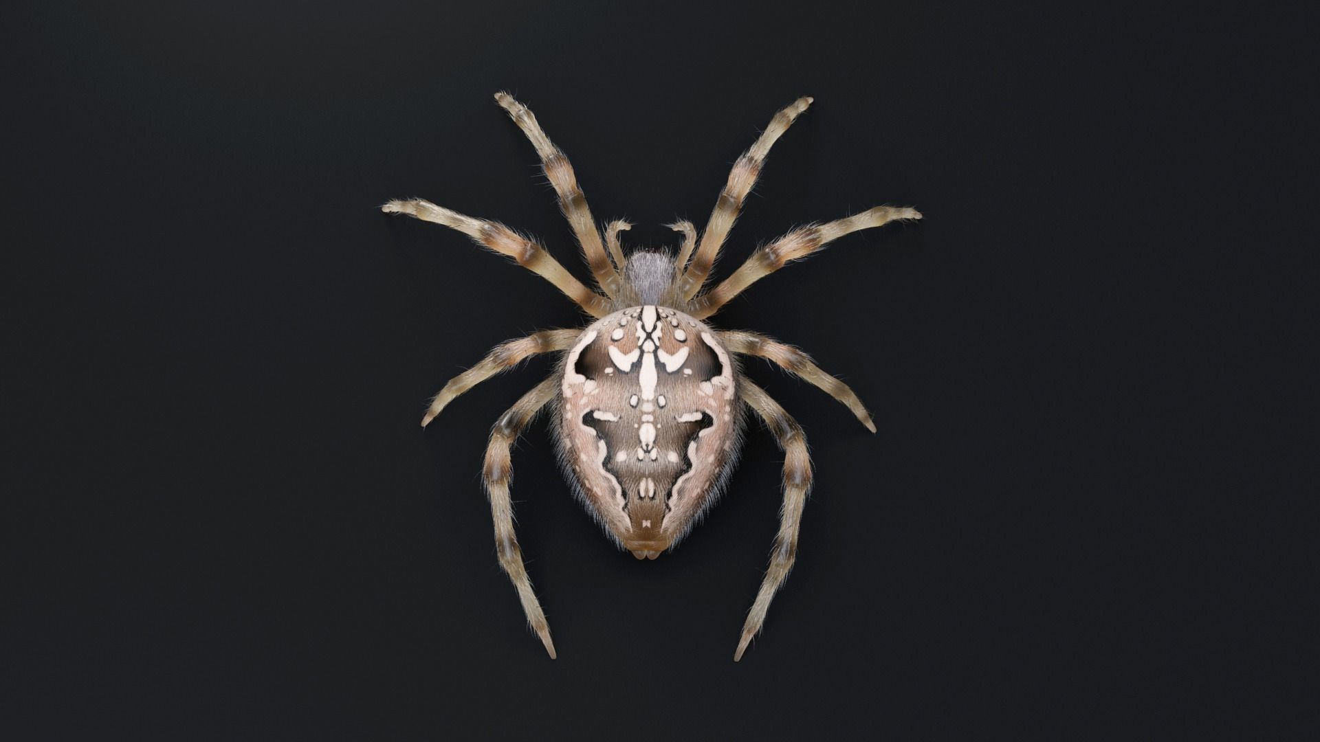 Garden Spider Low-poly 3D model_7