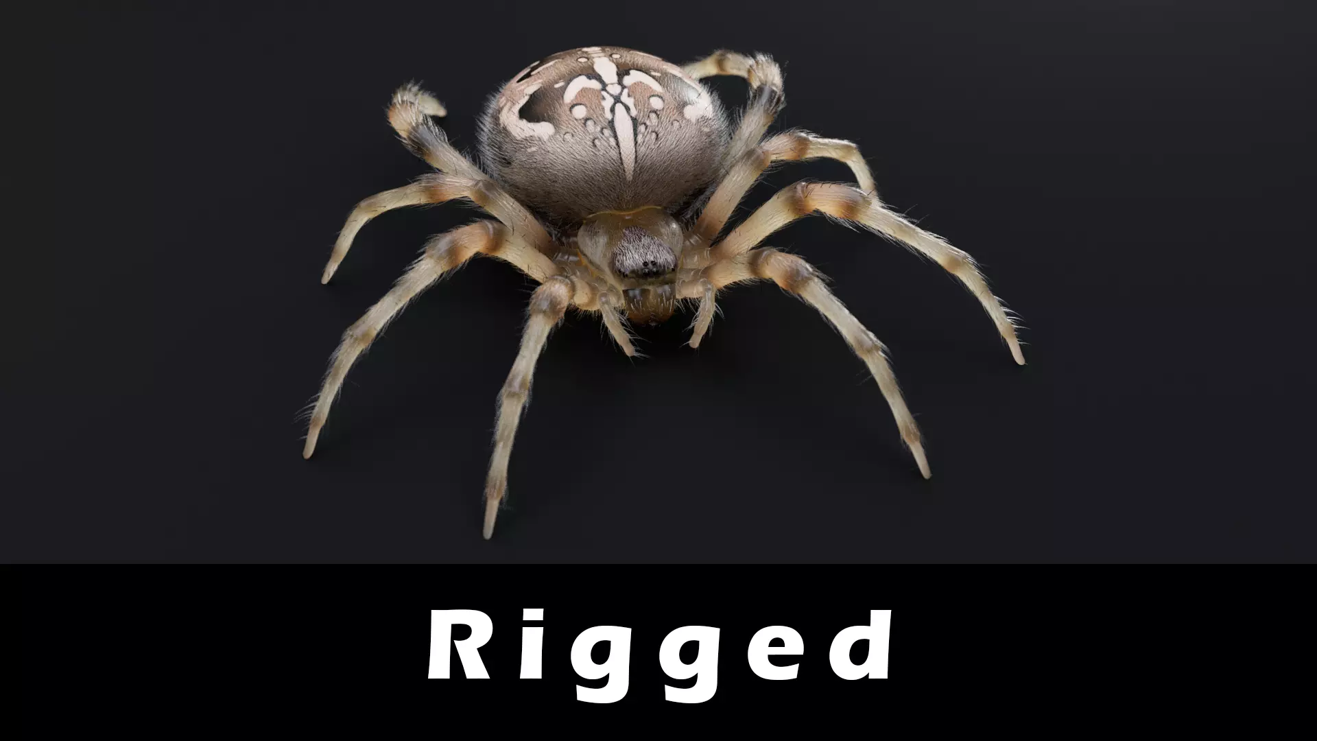 Garden Spider Low-poly 3D model_0