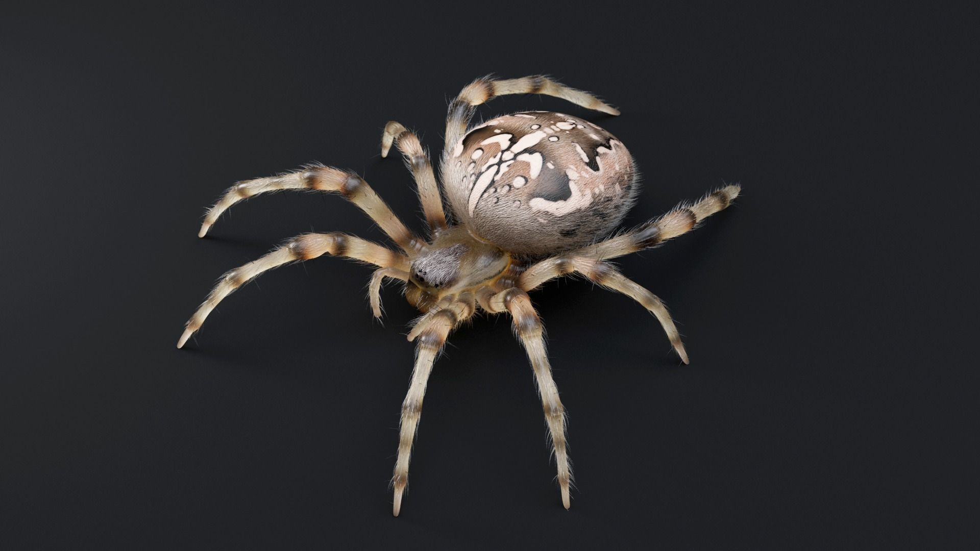Garden Spider Low-poly 3D model_10