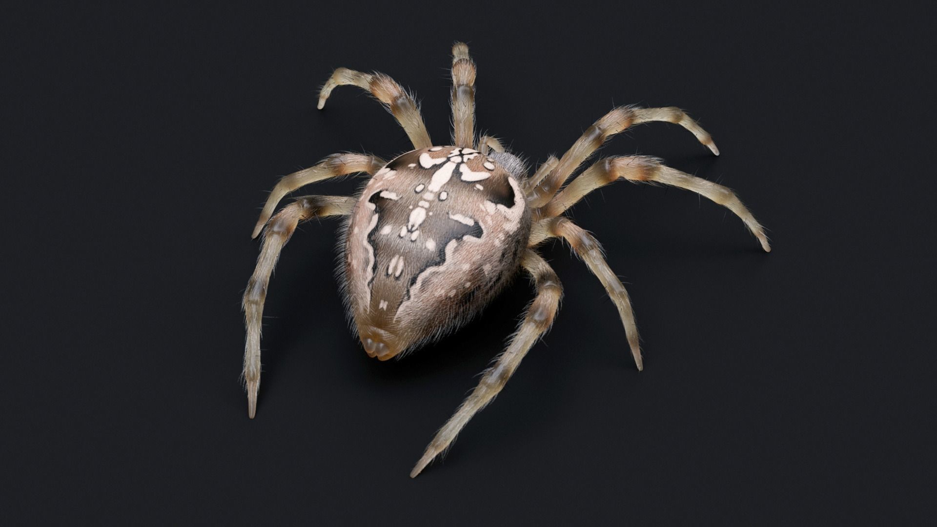 Garden Spider Low-poly 3D model_5