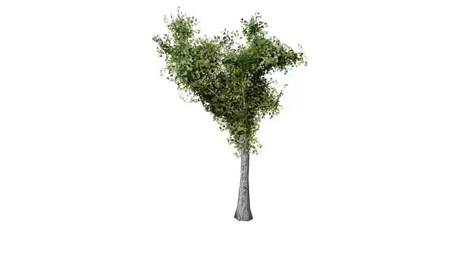 Low Poly Tree