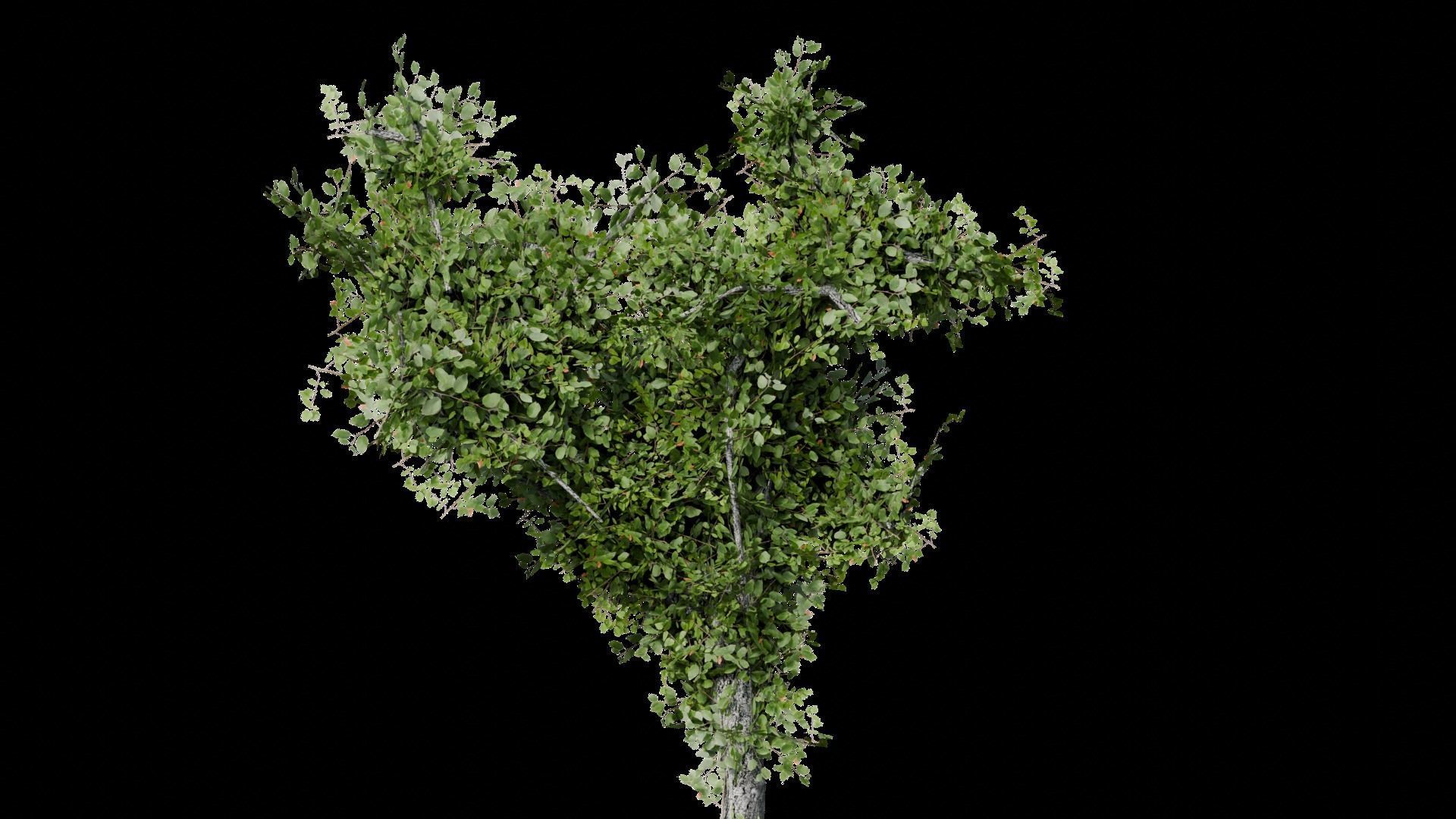 Low Poly Tree Free 3D model_1