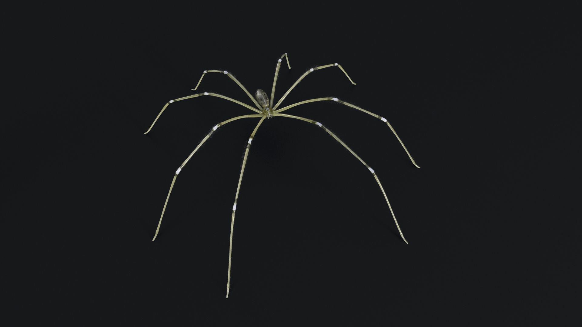 Daddy Long Legs Low-poly 3D model_4